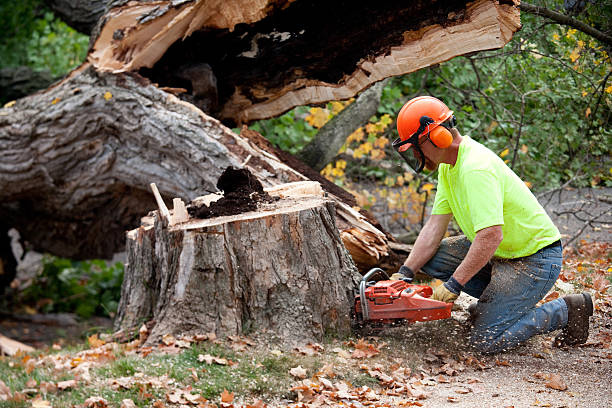 Professional Tree Services in Gatlinburg, TN